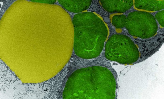 New Algae based Bioreactor Harnesses To absorb Carbon Dioxide- more details inside