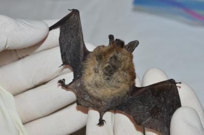 Bat-killing disease confirmed in Kittitas County, WDFW says