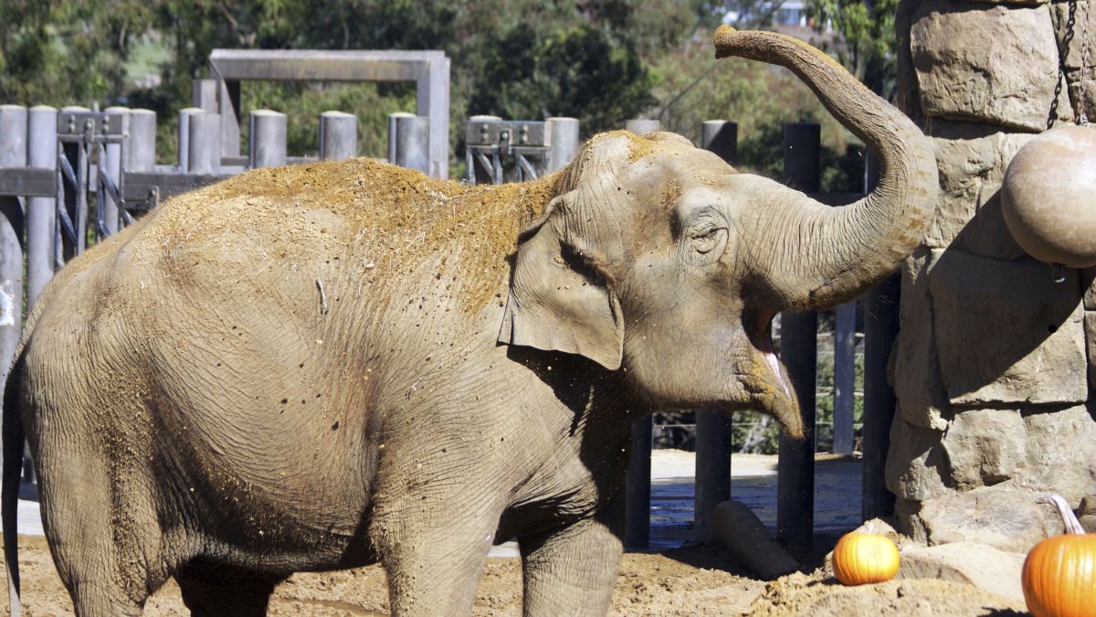 Santa Barbara Zoo euthanizes 48- year- old Little Mac, its last elephant