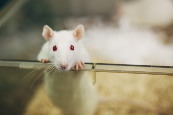 USING STEM CELLS ONLY SCIENTISTS GREW LIVING MOUSE EMBRYOS :DETAILS INSIDE