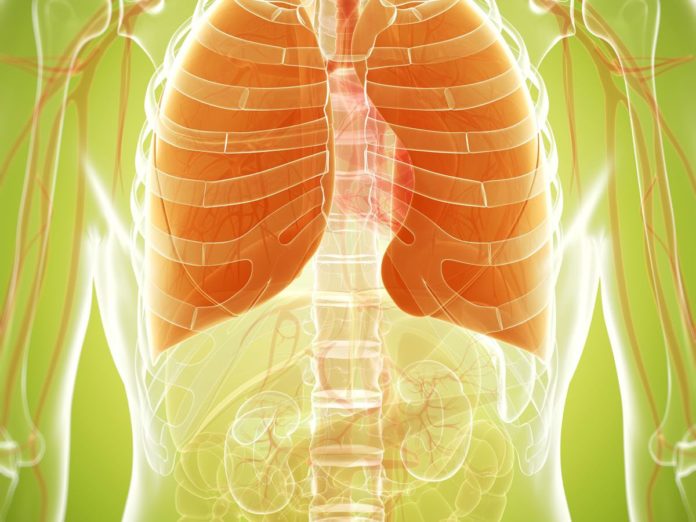 Fat store in the lungs can cause an increased risk of asthma: Finds Study
