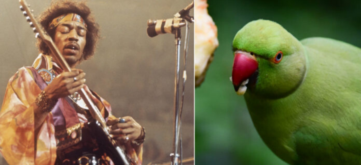 JIMI HENDRIX NOT RESPONSIBLE FOR BRITAIN'S PARAKEETS REVEALED