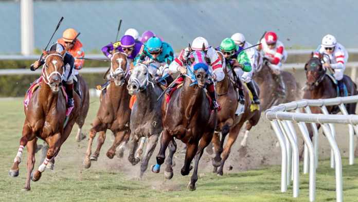 Horse Racing Understanding Odds