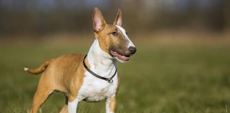Guide Bull Terrier Dog Breed