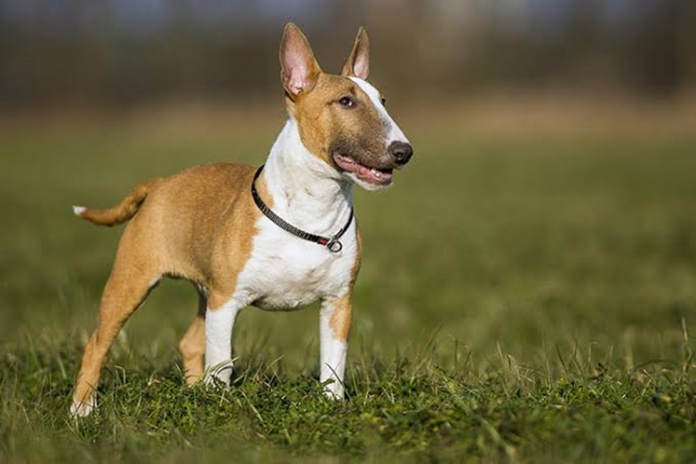 Guide Bull Terrier Dog Breed