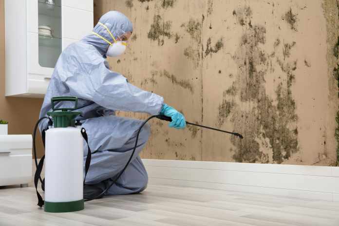 Hiring Professional Mold Remediation Services