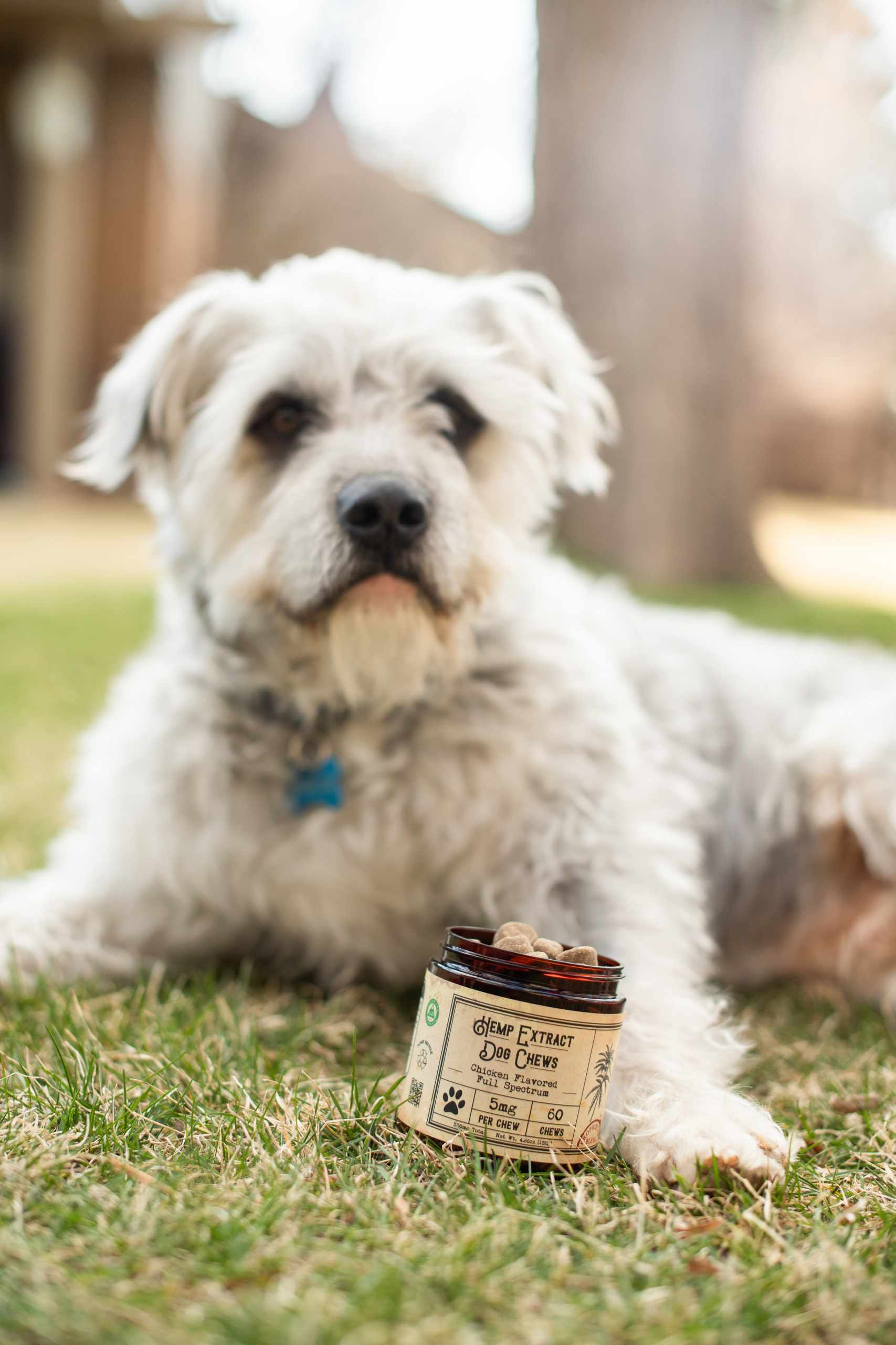 Is CBD Safe For Dogs