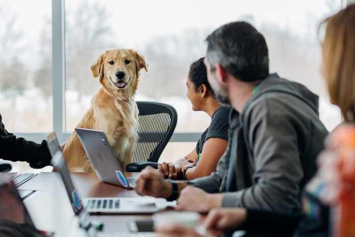 an Office Dog