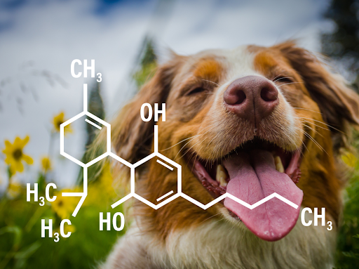 Cannabis Oil On Your Dog