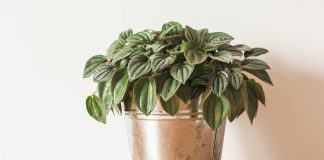 Why Should You Think of Having a Peperomia Plant?