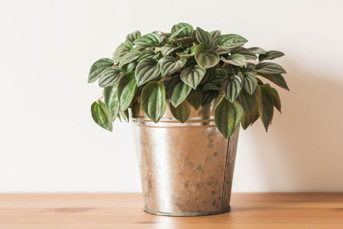 Why Should You Think of Having a Peperomia Plant?