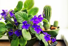 List Of The Best Flowering Plants That You Can Keep In Your House