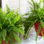 What are some of the plants that absorb humidity at home?