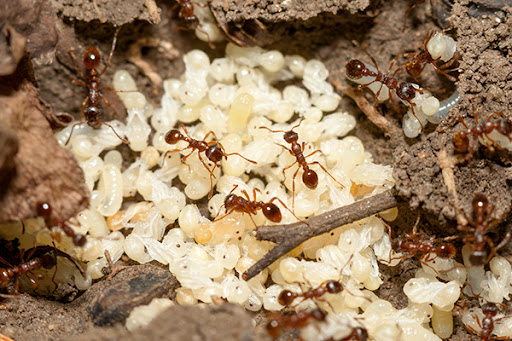 13 Safe and Non-toxic Ways to Kill Ants in Your Home