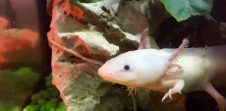 The Fascinating World of Axolotls as Pets Care, Breeding, and More