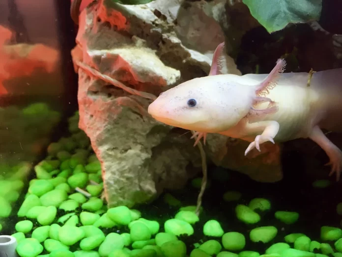 The Fascinating World of Axolotls as Pets Care, Breeding, and More