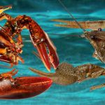 crayfish vs crawfish