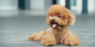 Types & Characteristics of Tea Cup Poodle