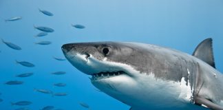 Are Sharks Mammals? The Fascinating Truth Unveiled
