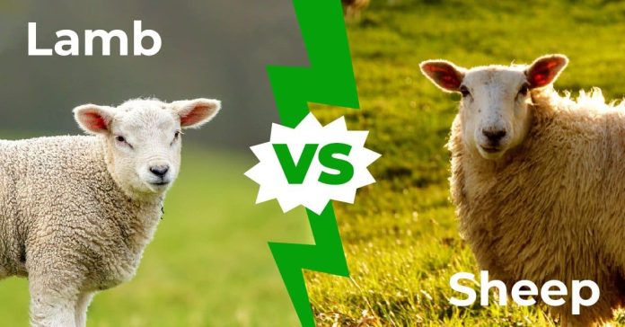 sheep vs lamb