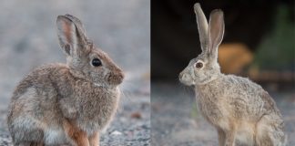 bunny vs rabbit