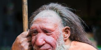 Neanderthal vs. Homo sapiens: Exploring Our Ancestral Cousins