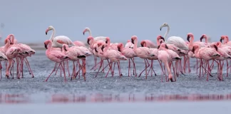 do flamingos fly