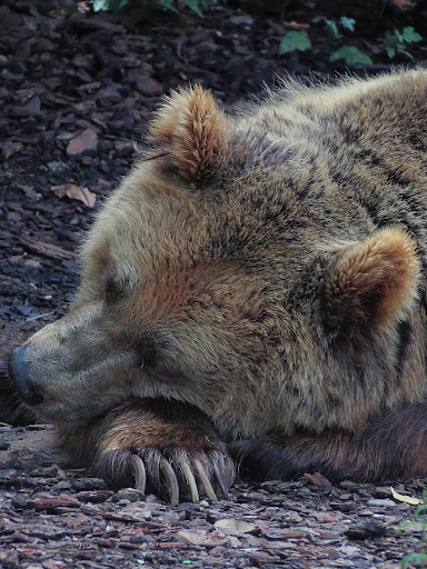 How long do bears hibernate