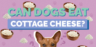 Can Dogs eat cottage cheese?