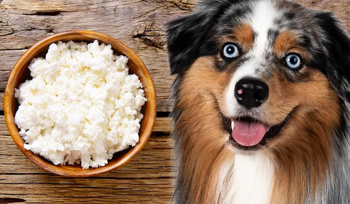 Can dogs eat cottage cheese?