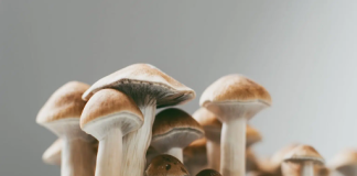 Can you smoke mushrooms